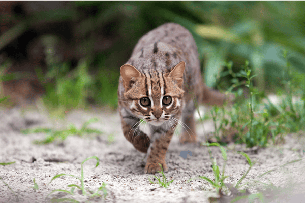 rusty spotted cat walking