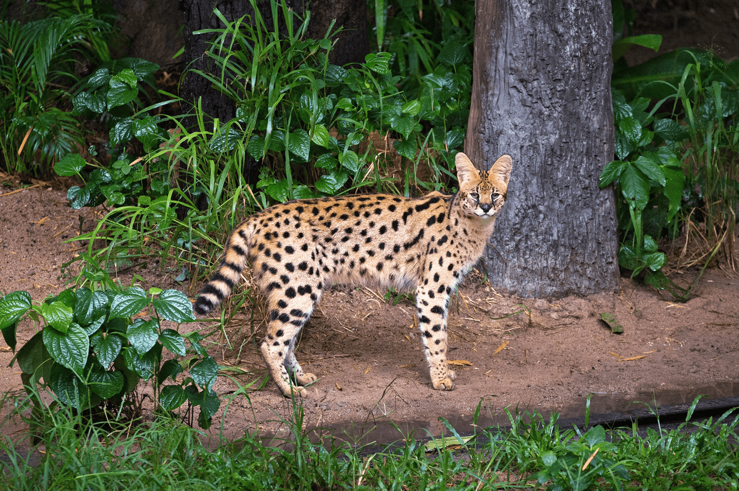 serval near a tree