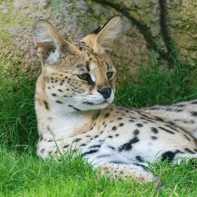 serval resting