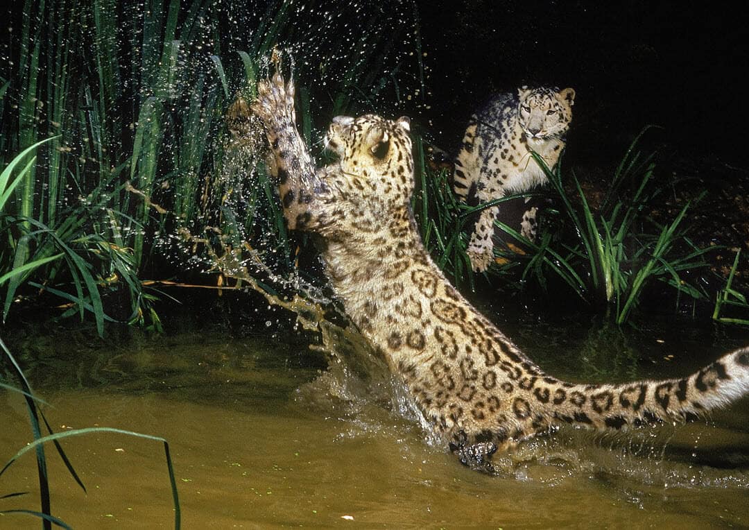 snow leopard hunting in a river