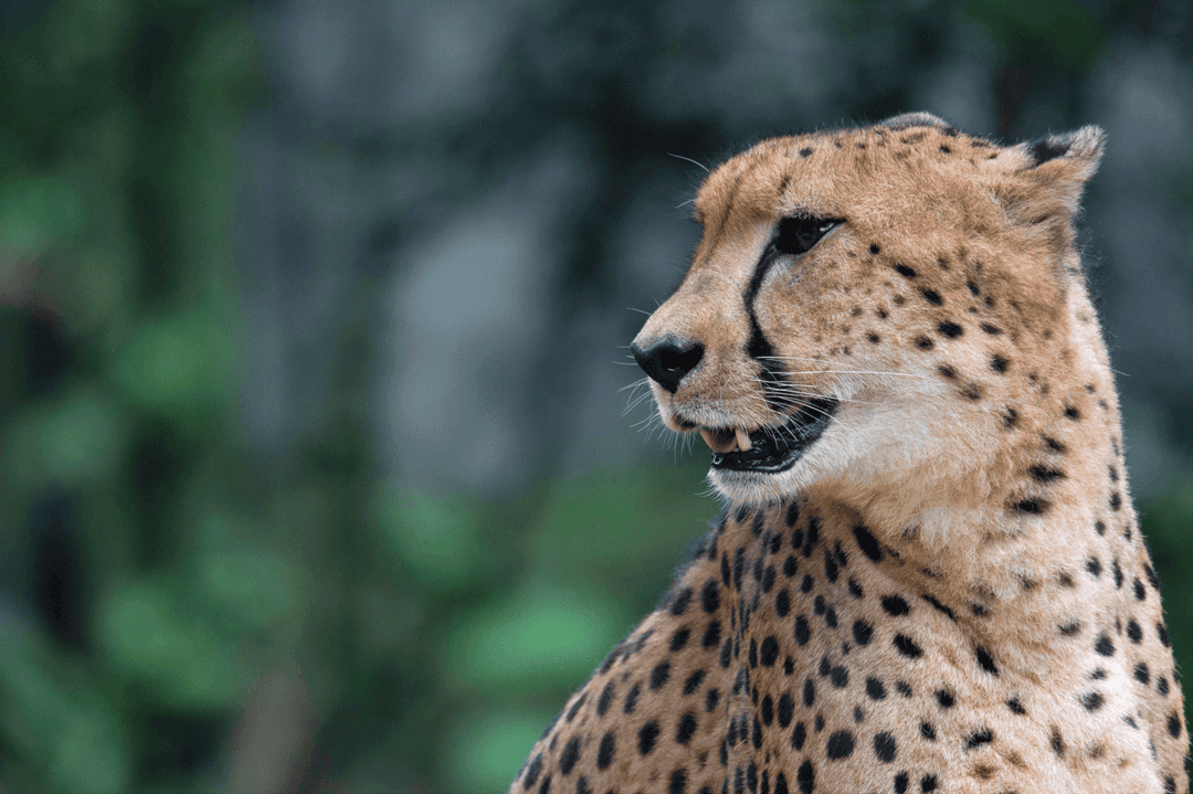 southeast African cheetah