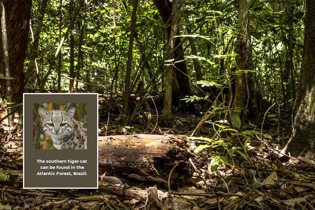 southern tiger cat in the Atlantic forest Brazil