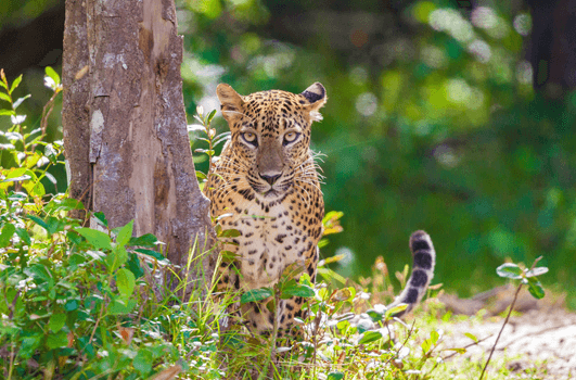 sri lankan leopard by a tree