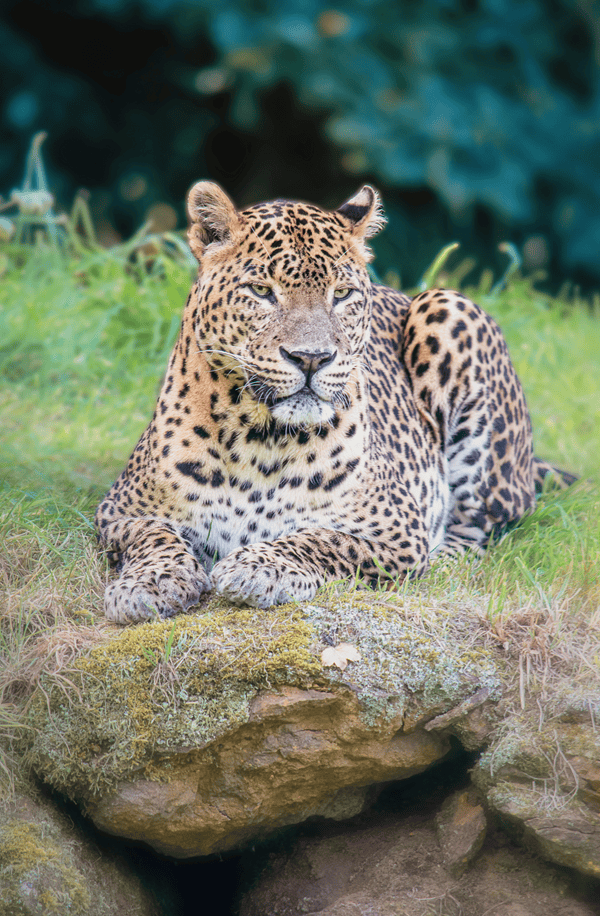 the indochinese leopard resting