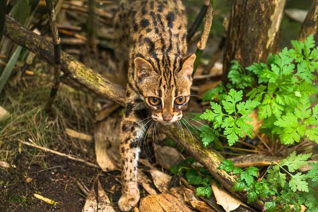 the mainland leopard cat in a forest