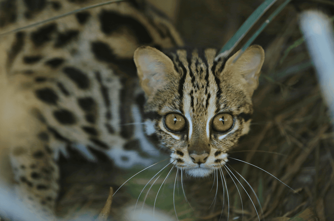 the marbled cat