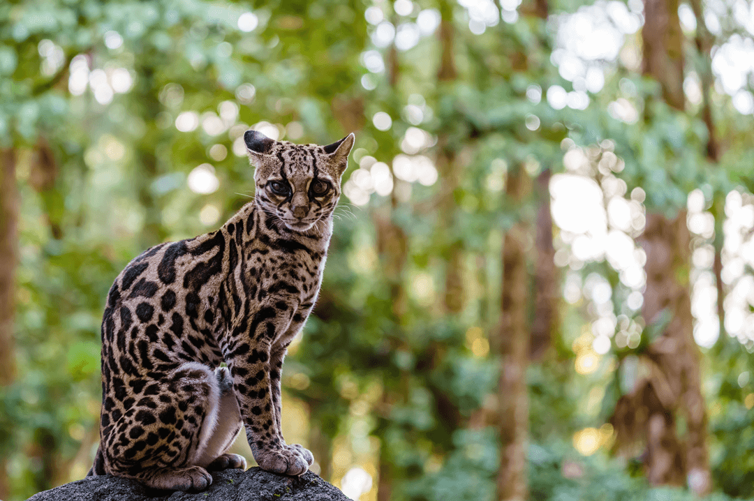 the margay in a forest