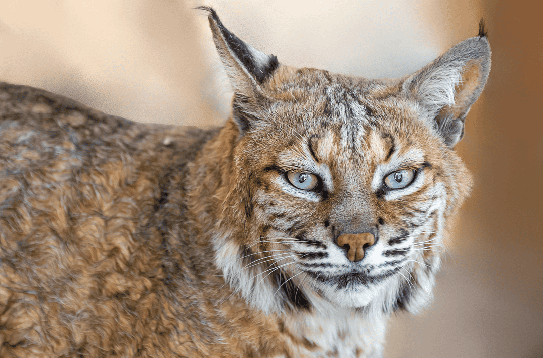 the north american bobcat