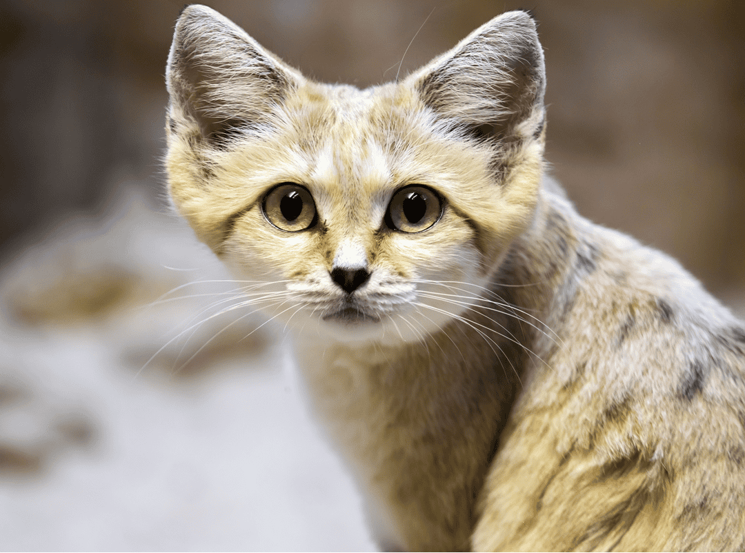 the sand cat wild cat