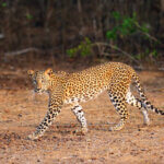 Sri Lankan leopard