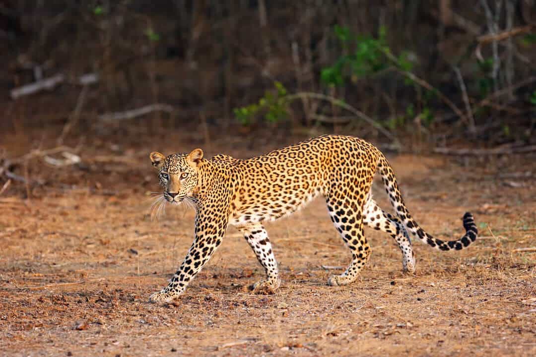 Sri Lankan leopard