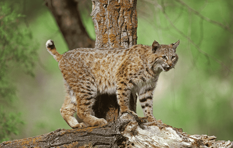 the wild bobcat