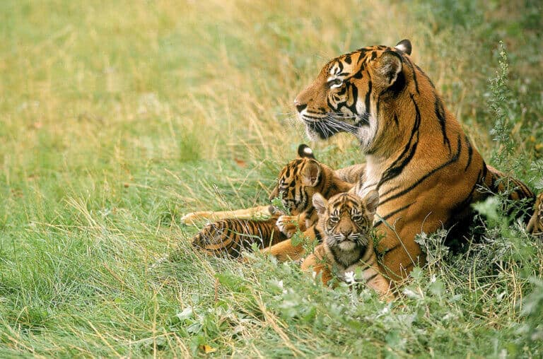 tiger and cubs exotic pet trade