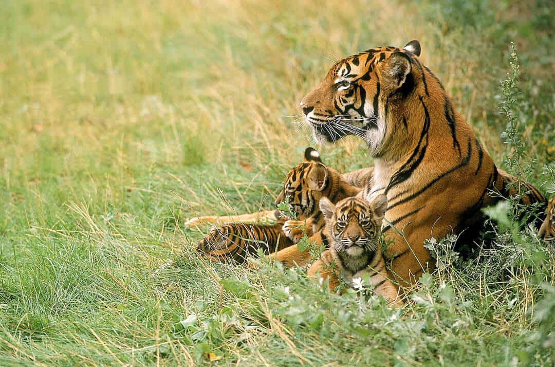 tiger and cubs exotic pet trade