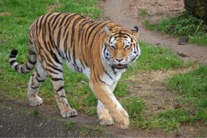 tigers illegal wildlife trade