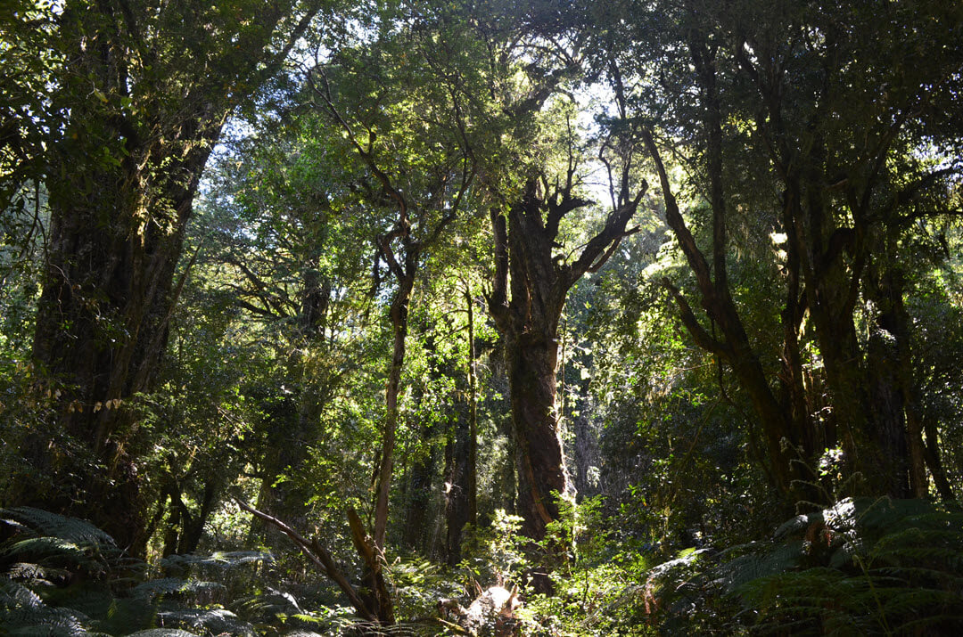 Valdivian rainforest Chile