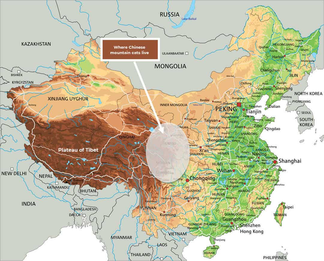 where Chinese mountain cats live