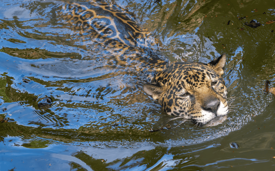 15 Wild Cats that Swim