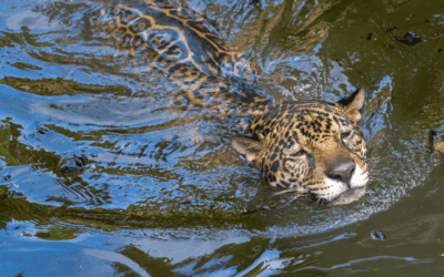 15 Wild Cats that Swim