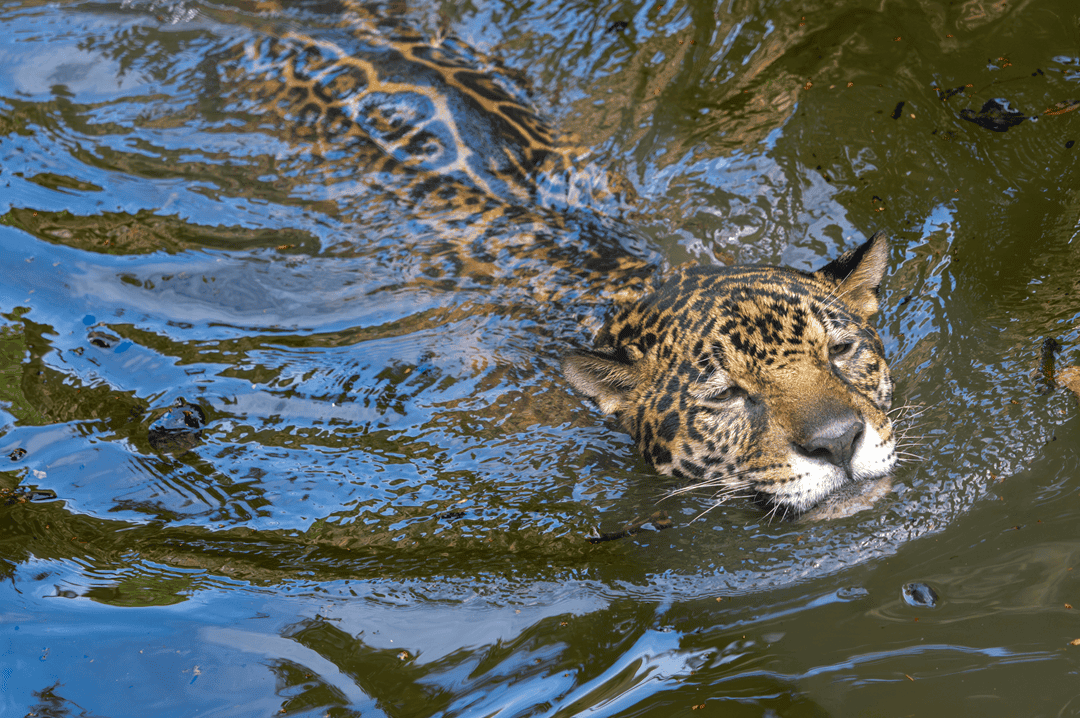 wild cats that swim