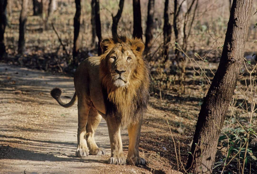 Asiatic lion in gir national forest