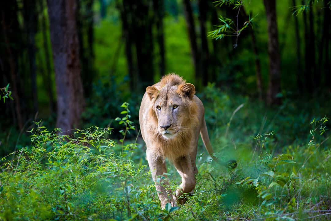 Asiatic lion in the forest