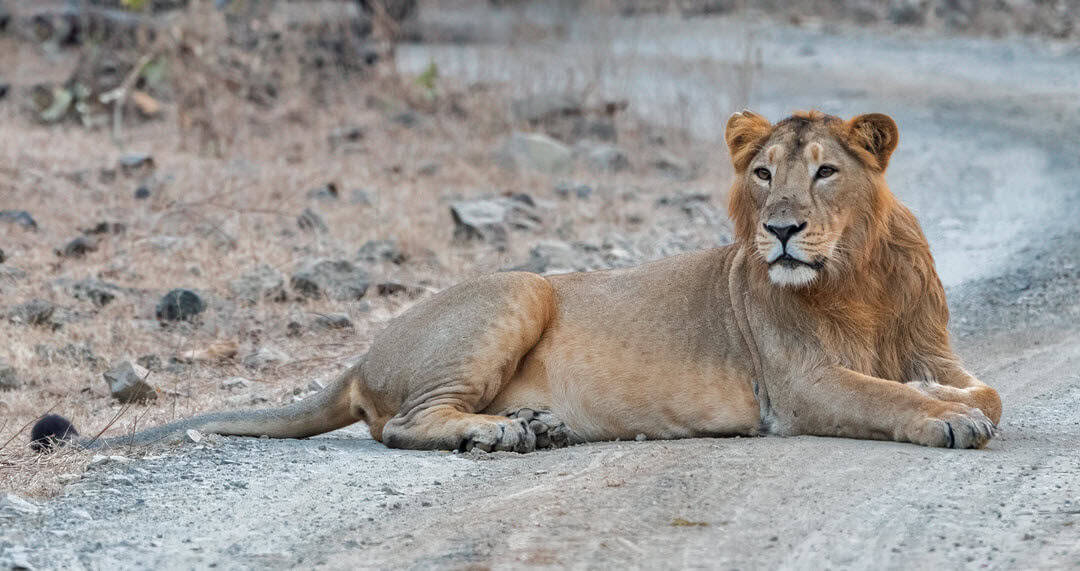 Asiatic lion lying down Asiatic lion is one of the biggest big cats around