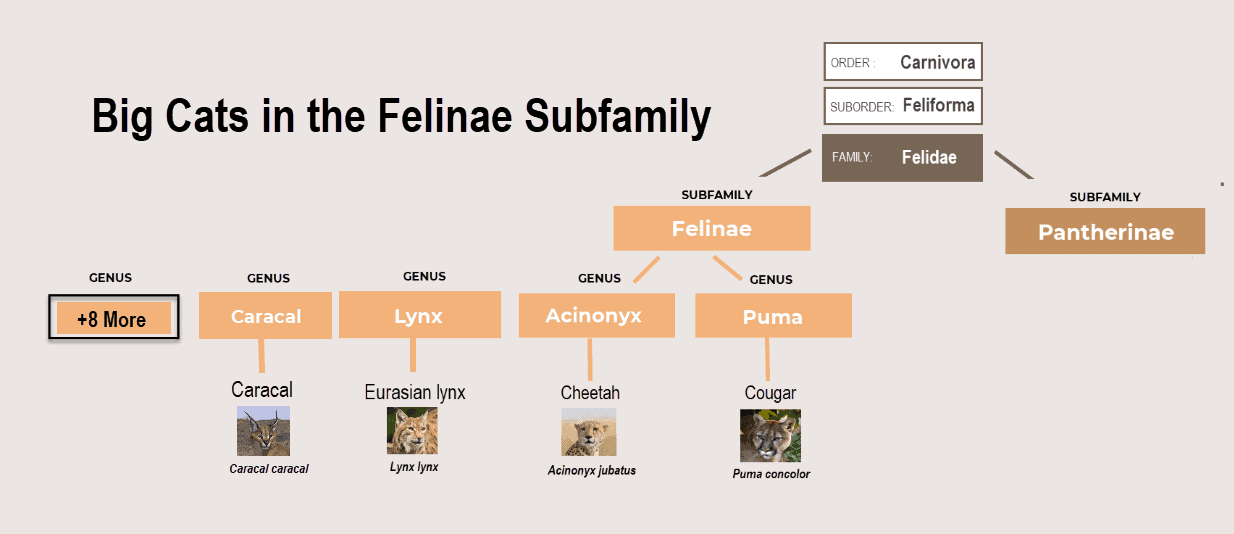 Big cats in the Felinae subfamily