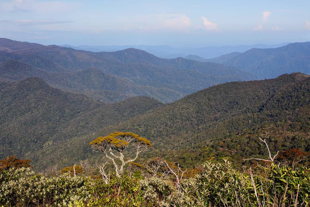 Gunung Leuser National park Sumatra