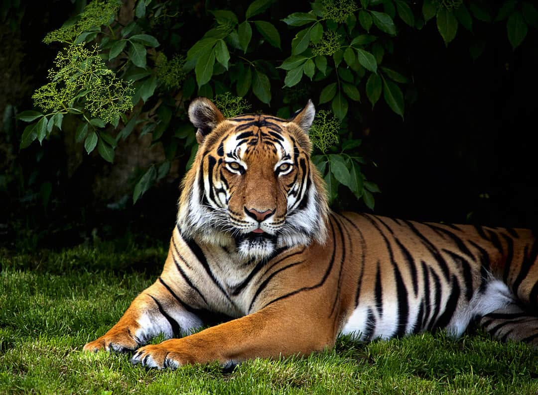 Sumatran tiger laying down