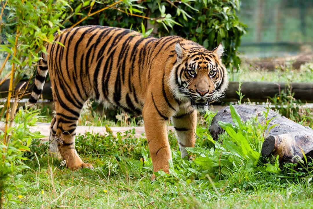 Sumatran tiger walking