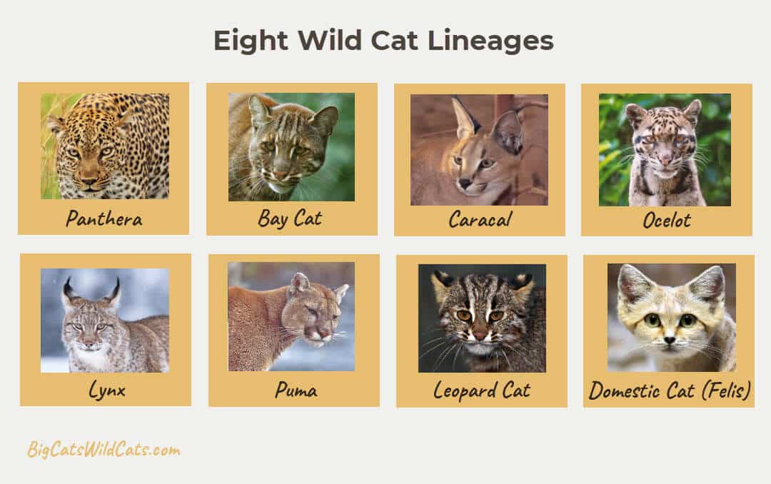 The eight wild cat lineages