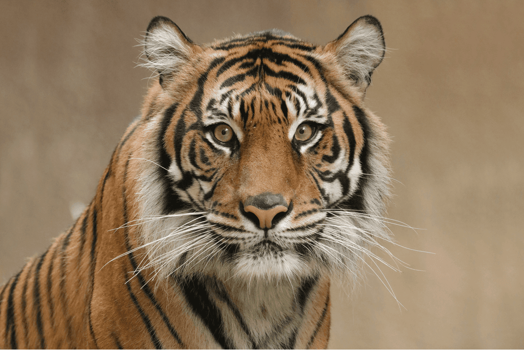 an endangered Bengal tiger