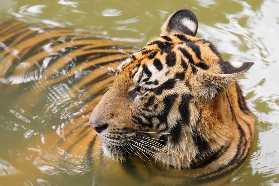 an indochinese tiger swimming