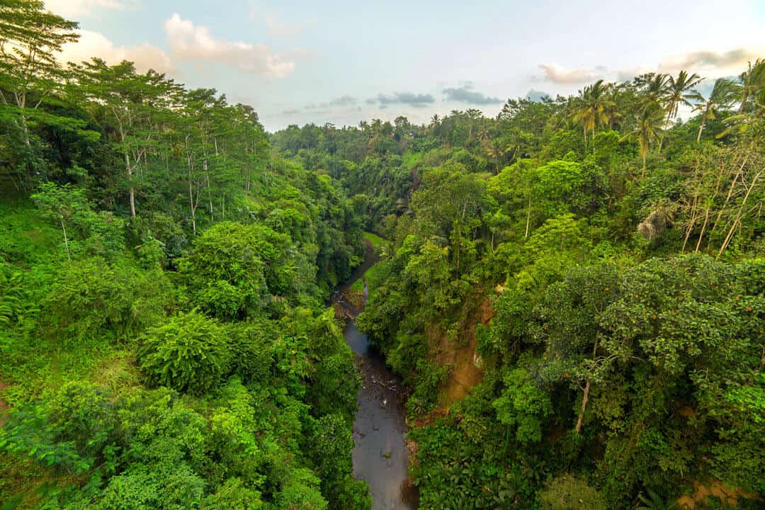 Bali indonesia rainforest