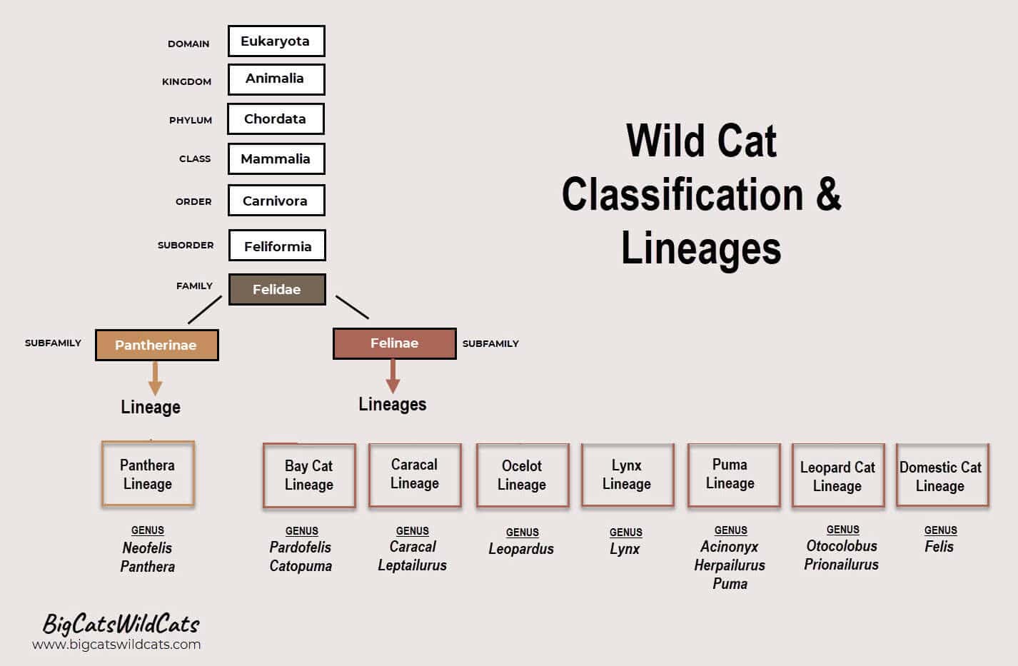 classification lineage wild cats