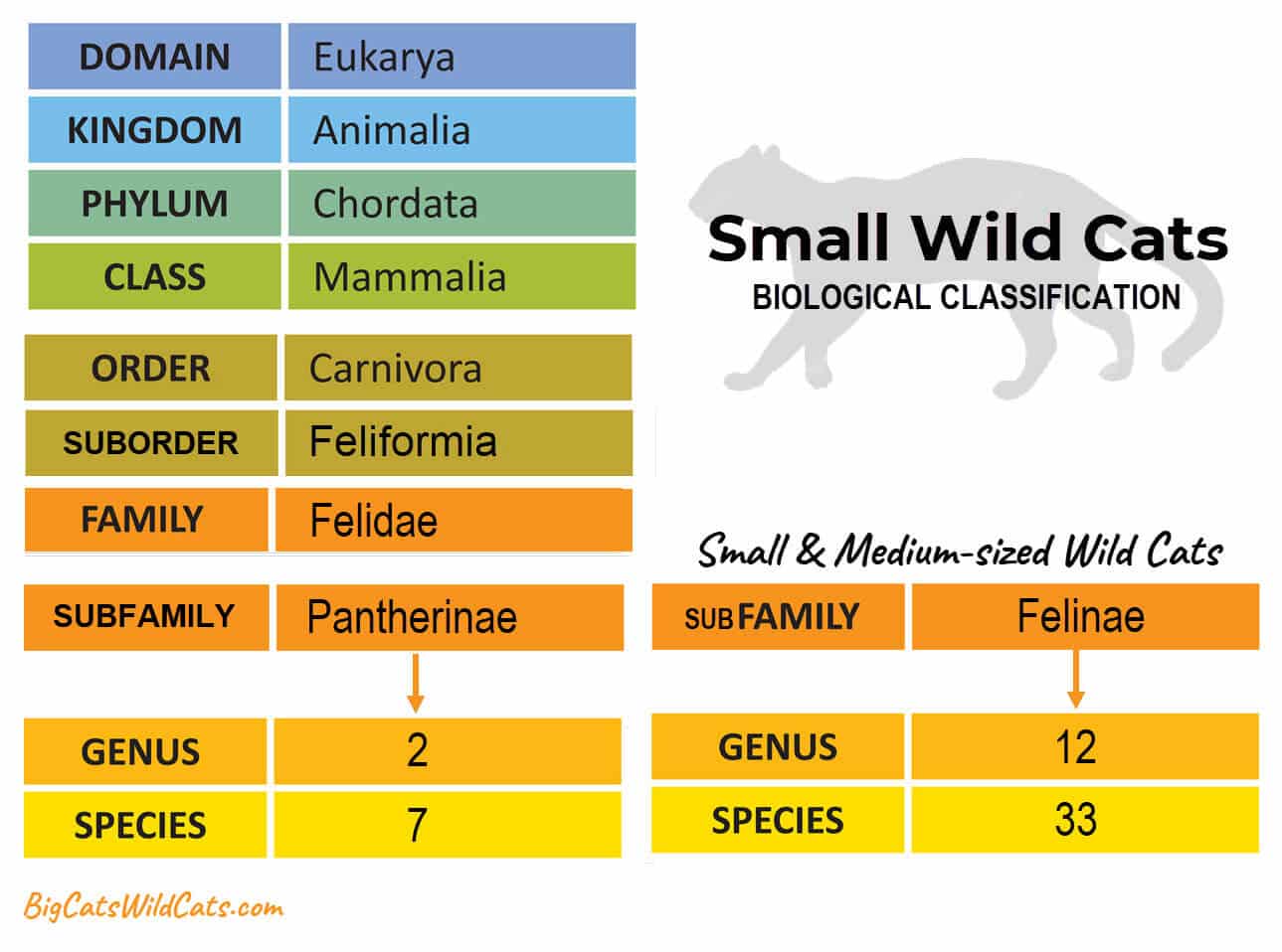 classifying the small wild cats