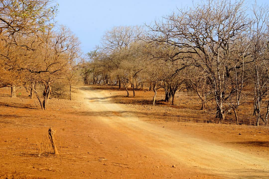 Gir national forest