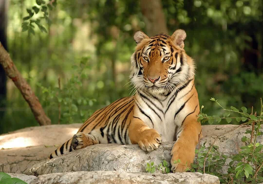 indochinese tiger resting on a rock