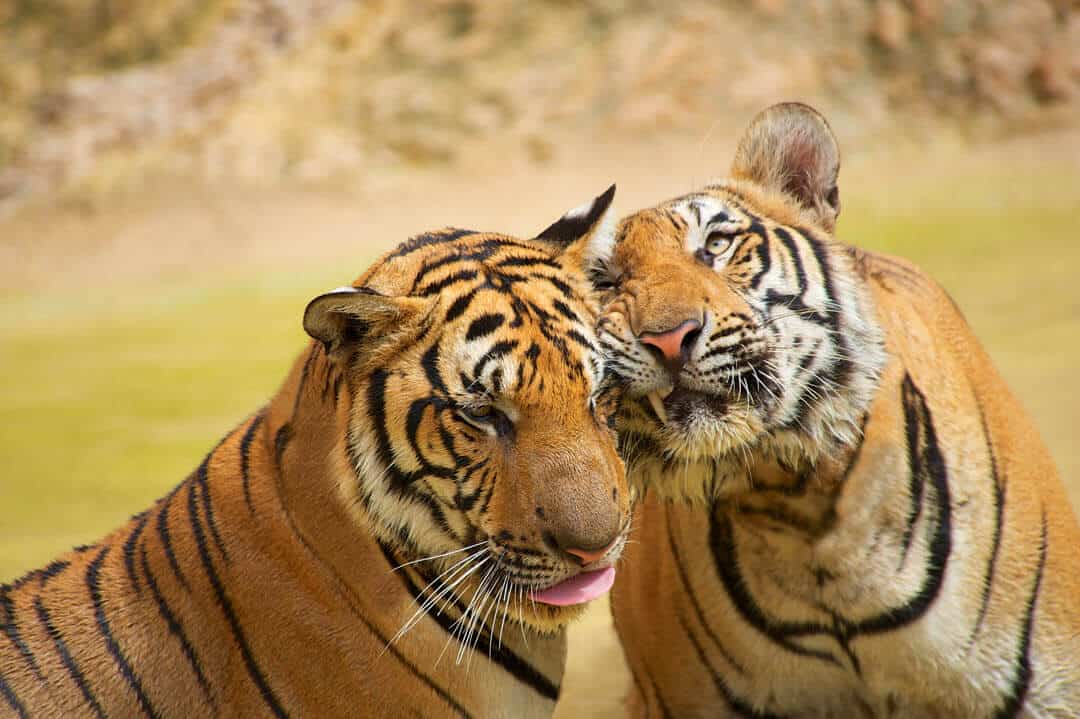 Indochinese tigers rubbing each other