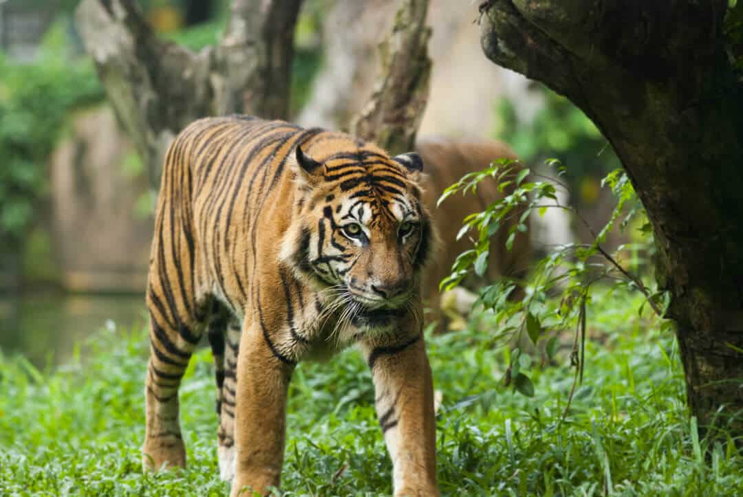 malayan tiger walkng