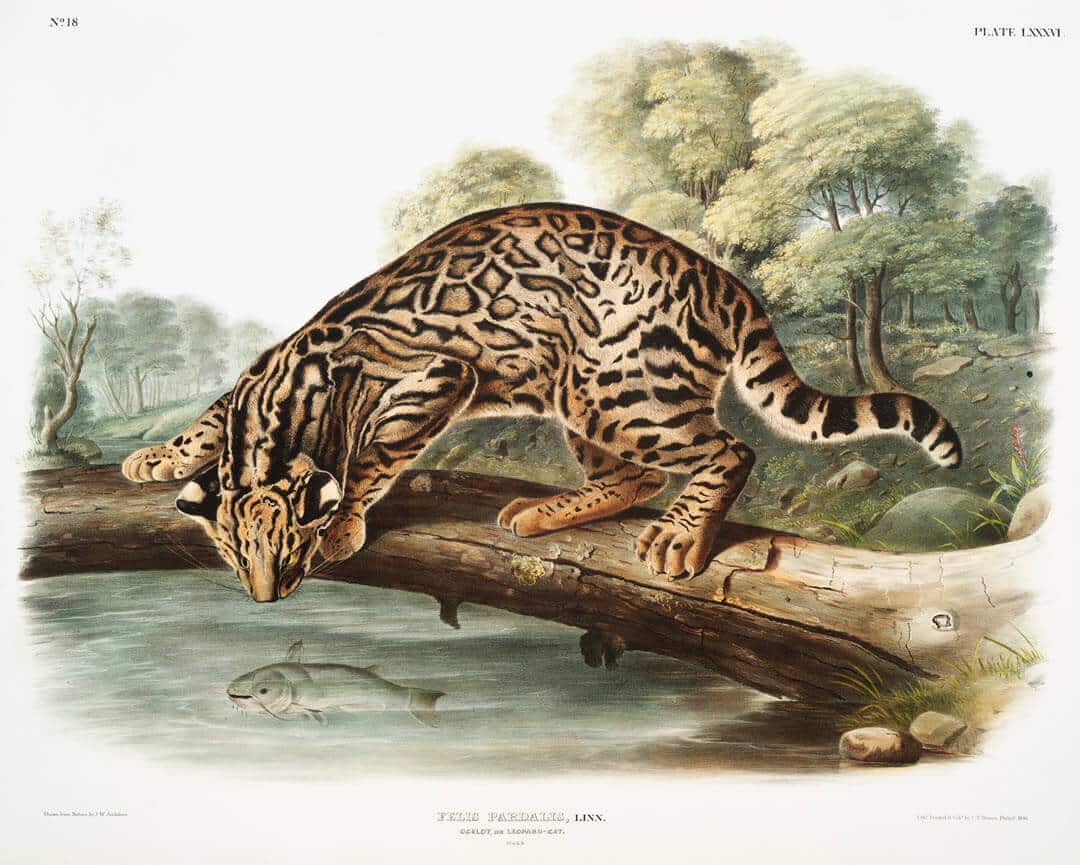 ocelot 1845 John Woodhouse Audubon