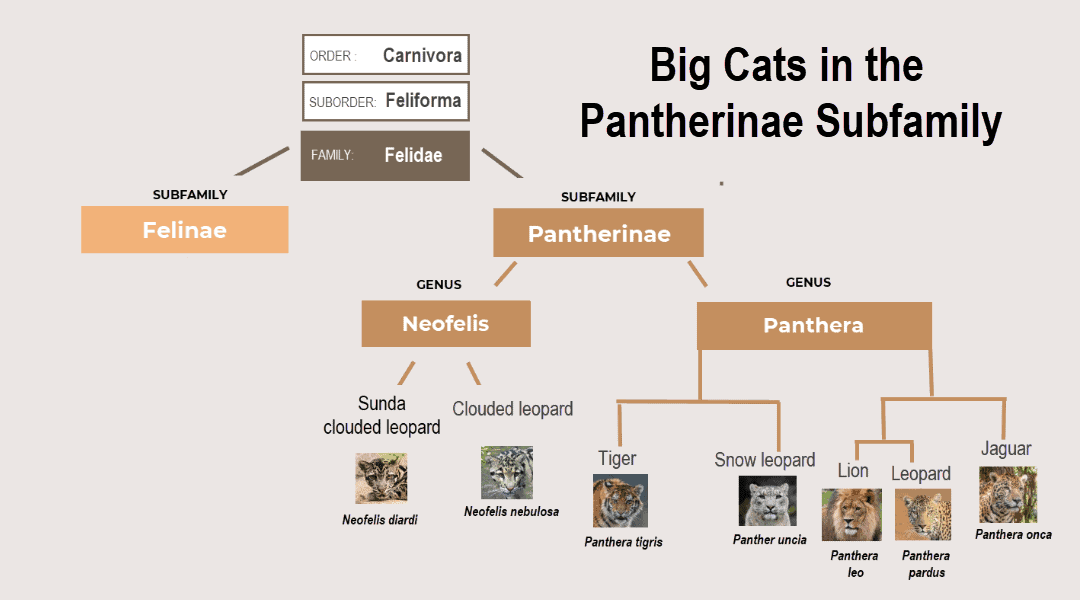 Big cats pantherinae subfamily