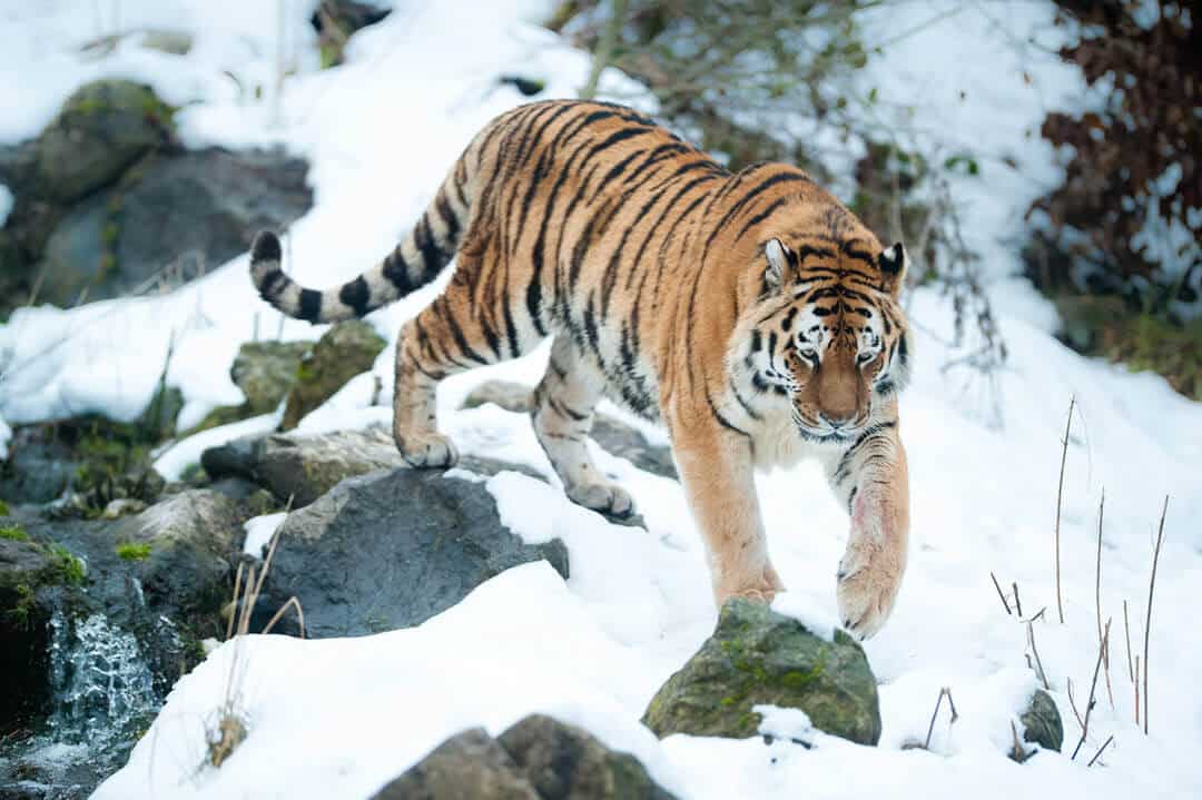 siberian amur tiger in the mountains