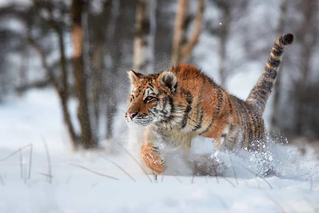 siberian amur tiger in the snow