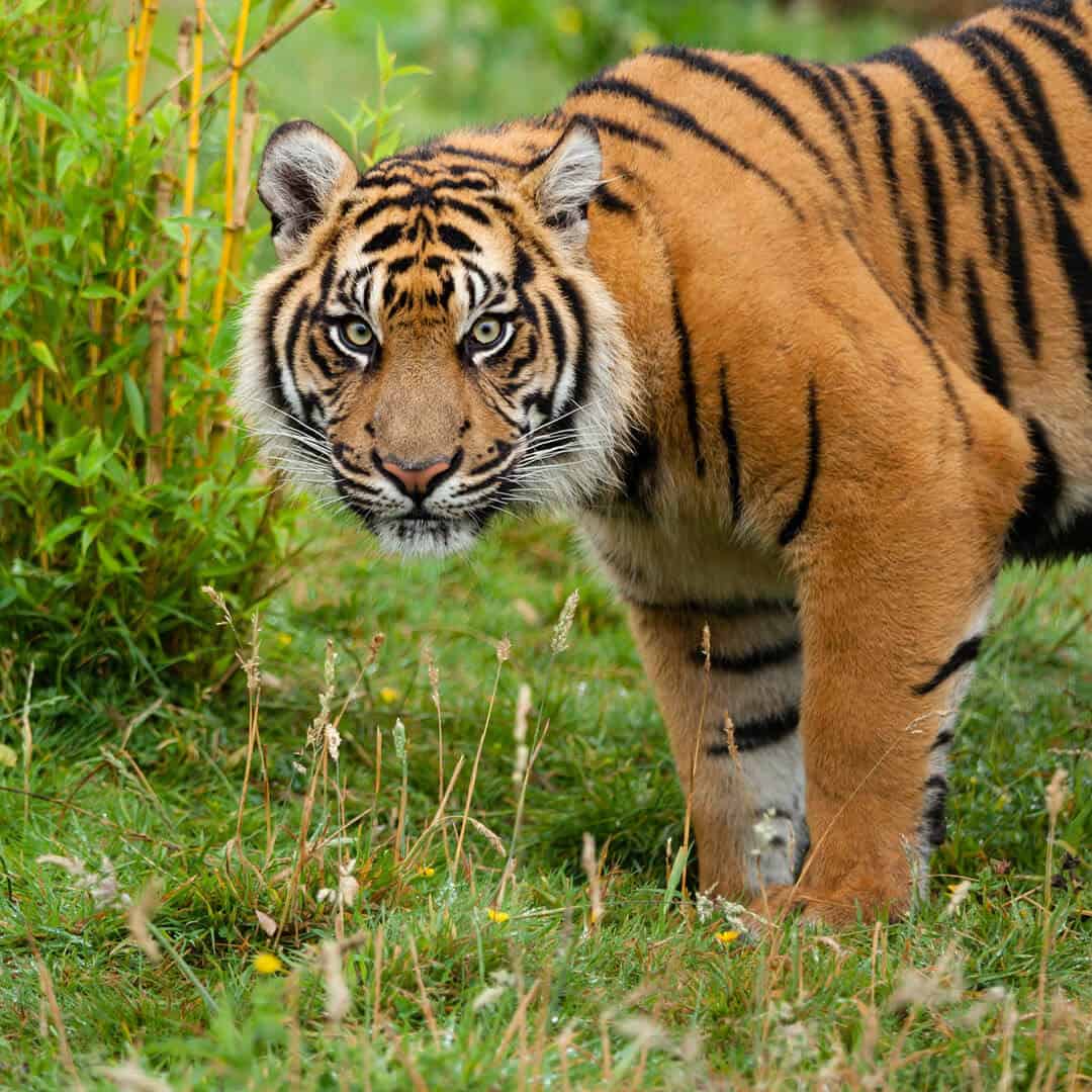 the Sumatran tiger inhabits the island of sumatra