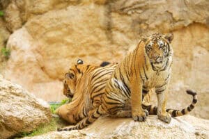 two indochinese tigers