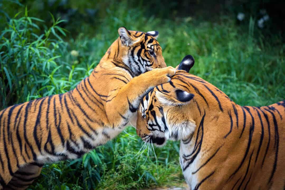 two malayan tigers playing