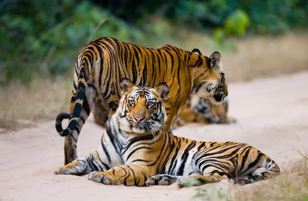 wild tigers Bandhavgarh National Park India