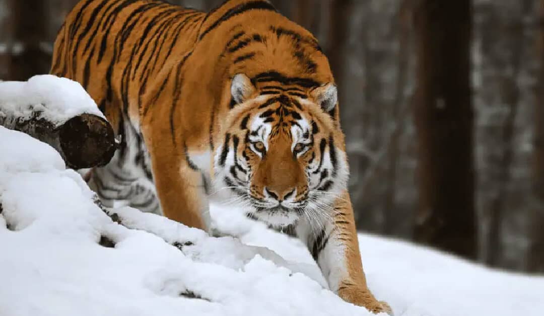 The Largest of the Big Cats